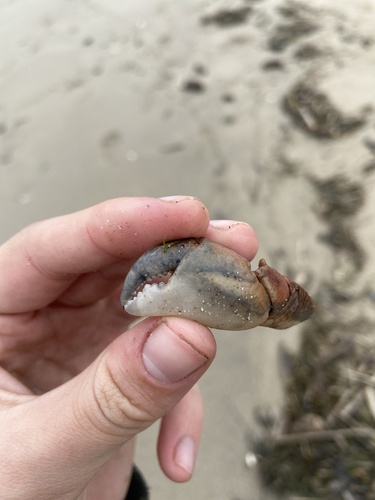 iNaturalist observation photo of Striped Shore Crab