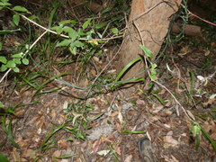 Geitonoplesium cymosum