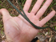 Geitonoplesium cymosum