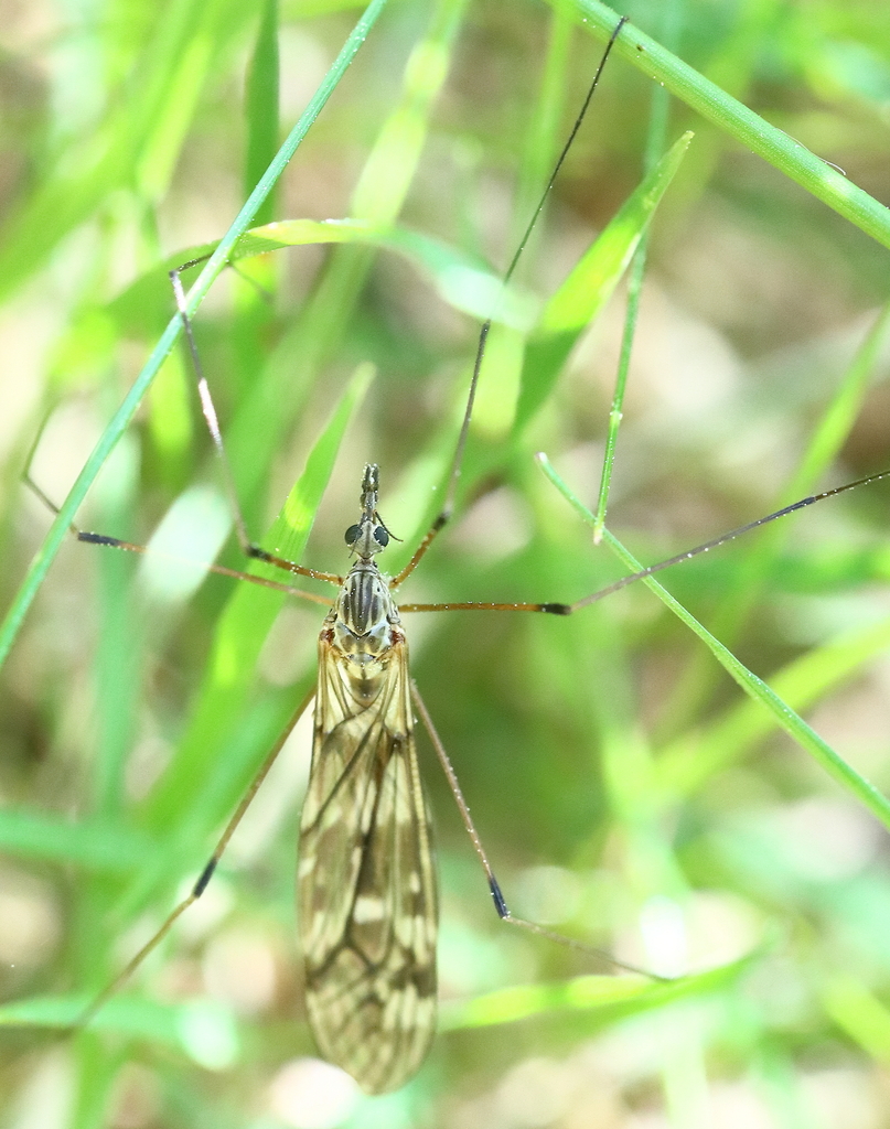 Tipula truncorum