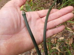 Geitonoplesium cymosum