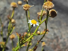 Argyranthemum adauctum image