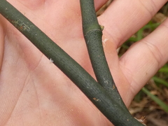 Geitonoplesium cymosum