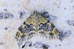 Acasis viretata