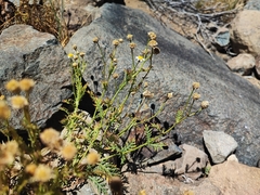 Argyranthemum adauctum subsp. dugourii image