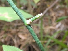 Geitonoplesium cymosum