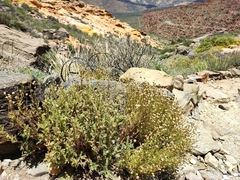 Argyranthemum adauctum subsp. dugourii image