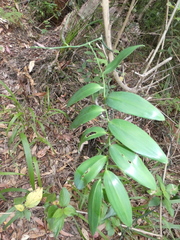 Geitonoplesium cymosum