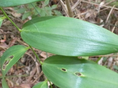 Geitonoplesium cymosum