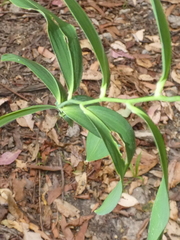 Geitonoplesium cymosum
