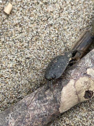iNaturalist observation photo of Western Sea Slater
