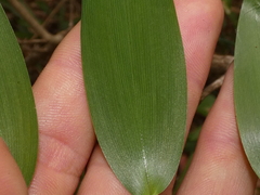 Geitonoplesium cymosum