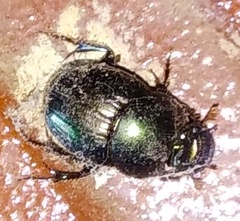 Coleoptera