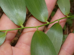 Geitonoplesium cymosum