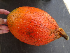 Momordica cochinchinensis