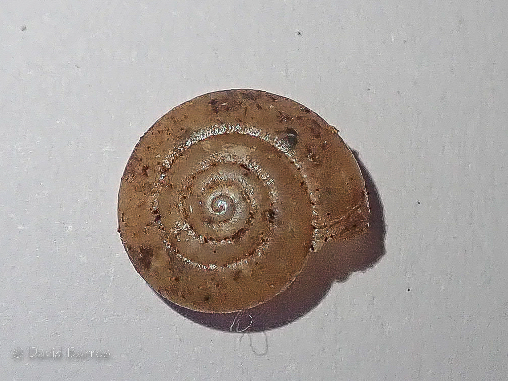 Oxychilus lentiformis