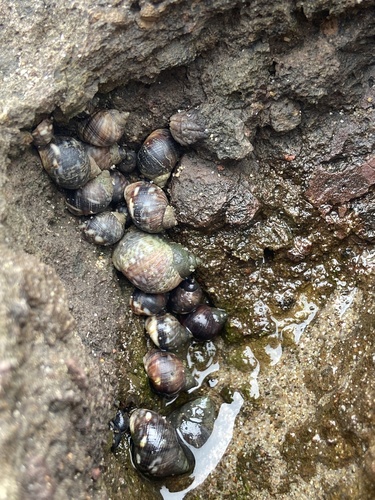 iNaturalist observation photo of Eroded Periwinkle