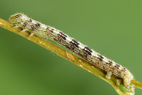 Grey Birch Moth