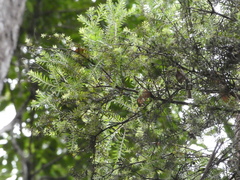 Melaleuca sieberi
