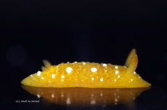 Doriopsilla peculiaris