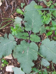 Salvia hierosolymitana