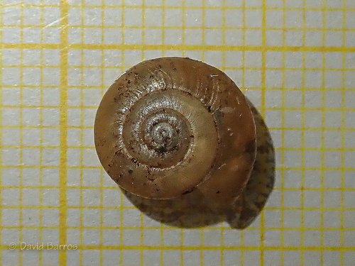 Representative image of Oxychilus lentiformis