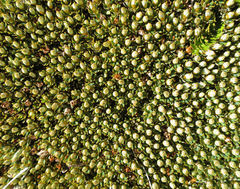 Montitega dealbata