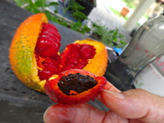 Momordica cochinchinensis