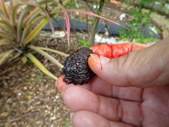 Momordica cochinchinensis