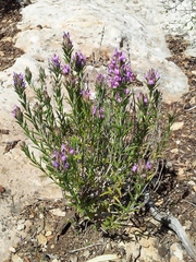 Thymbra spicata