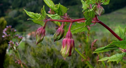 Canarina image