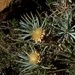 Carlina xeranthemoides - Photo (c) michi1, some rights reserved (CC BY-NC), uploaded by michi1