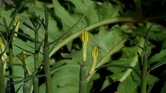 Ceropegia dichotoma image