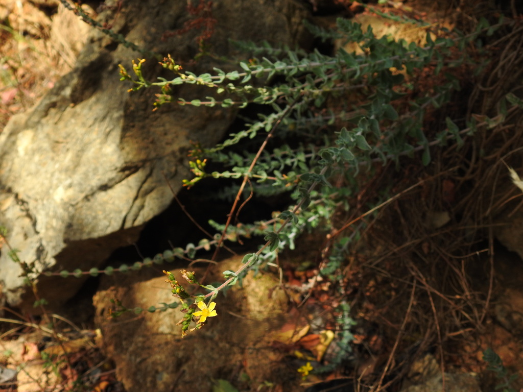 Hypericum tomentosum (Hypericum tomentosum)