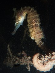 Hippocampus subelongatus