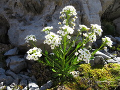 Pachycladon latisiliquum