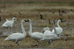 Cygnus columbianus columbianus