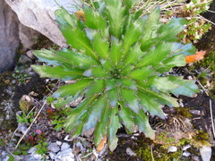 Pachycladon latisiliquum