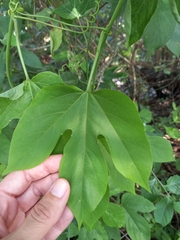 Passiflora platyloba image