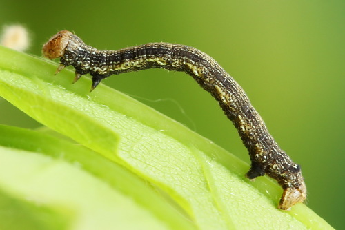 Dotted Border Moth