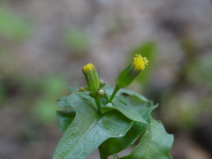 Senecio mohavensis