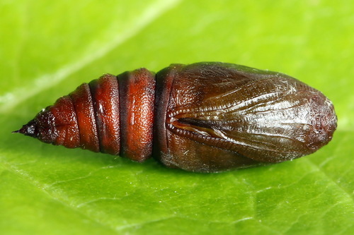 Dotted Border Moth