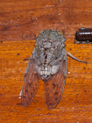 Platypleura canescens