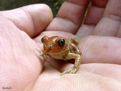 Pelobates vespertinus