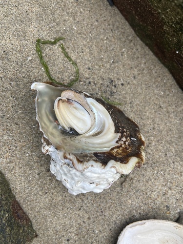 iNaturalist observation photo of Wavy Turban