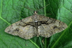 Alcis deversata