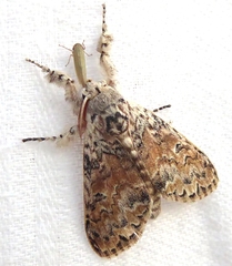 Calliteara cerigoides