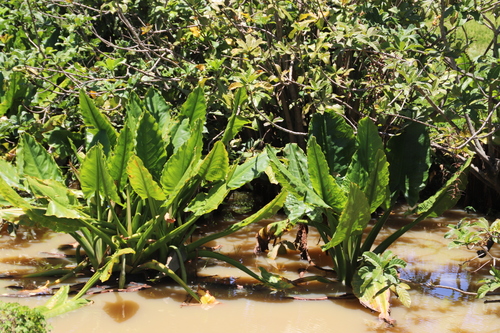 Water Banana