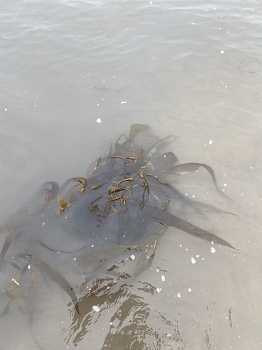 iNaturalist observation photo of Giant Kelp
