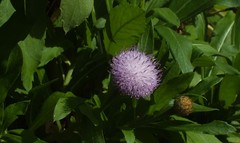 Cheirolophus burchardii